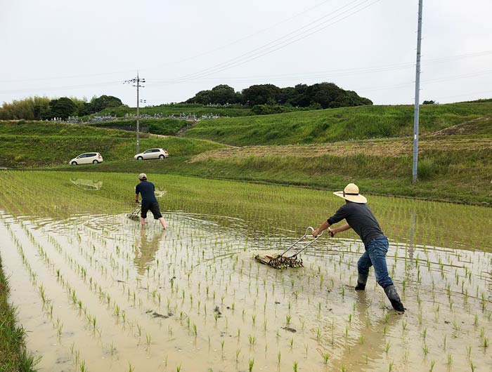 淡路島・鮎原米づくり