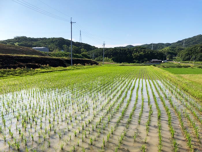 田んぼ