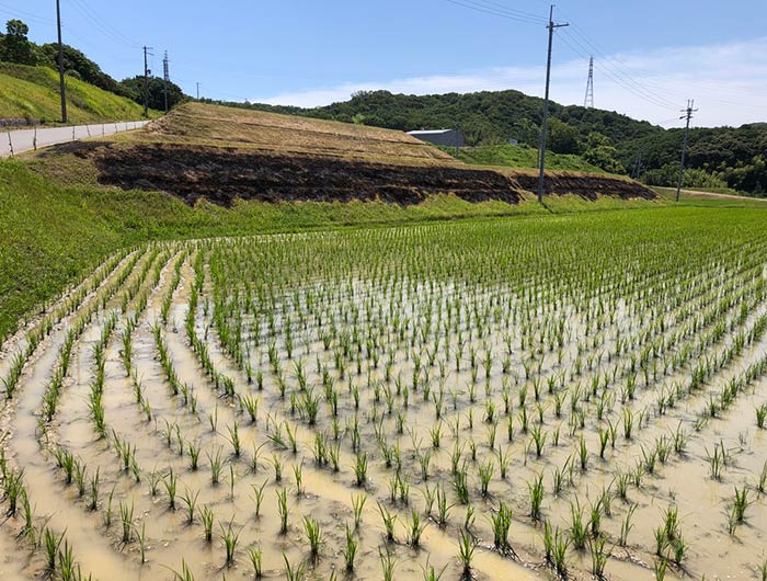 田んぼ