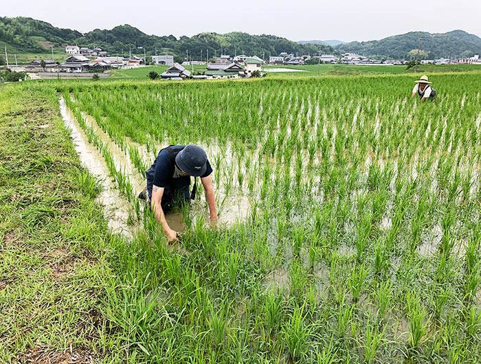 淡路島 鮎原米づくり