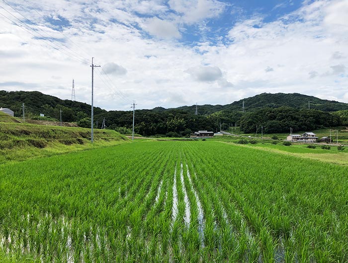 お米づくり