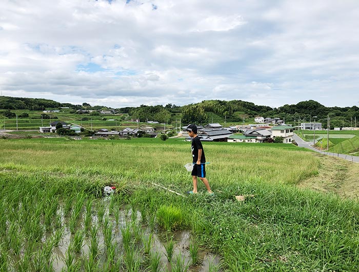 お米づくり