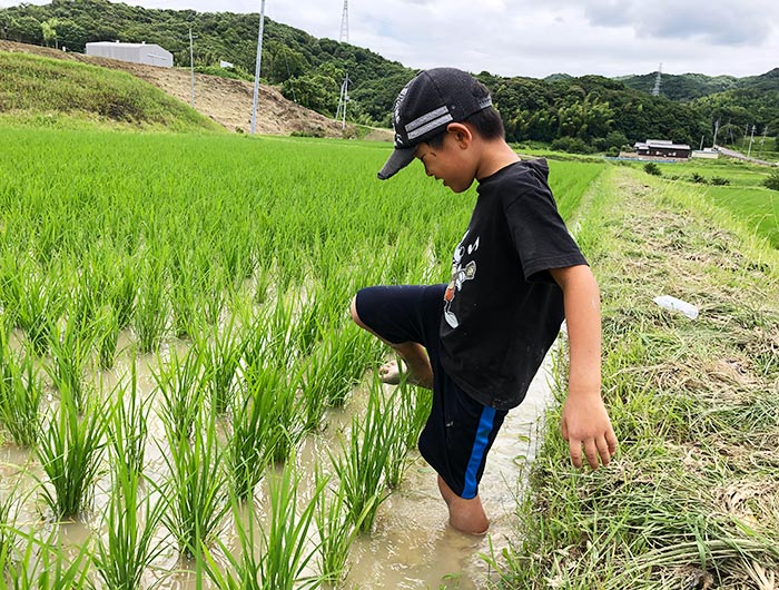 お米づくり