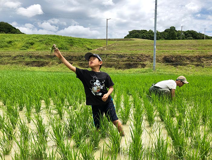 お米づくり