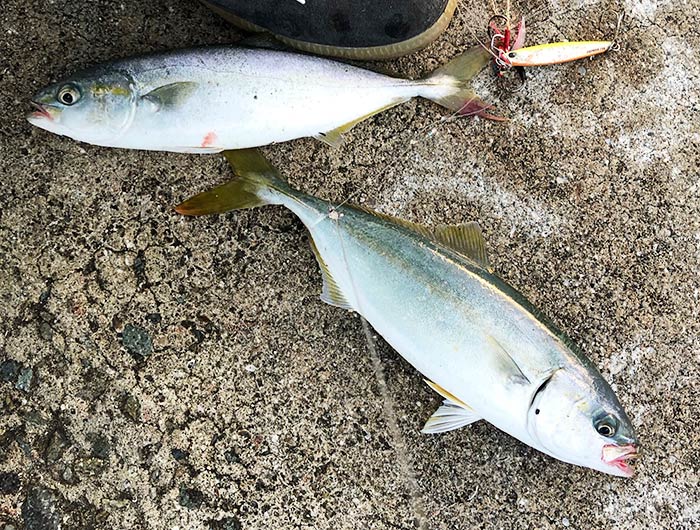 淡路島でジグサビキ。引き続き、モジャコが好調ですよ〜😁