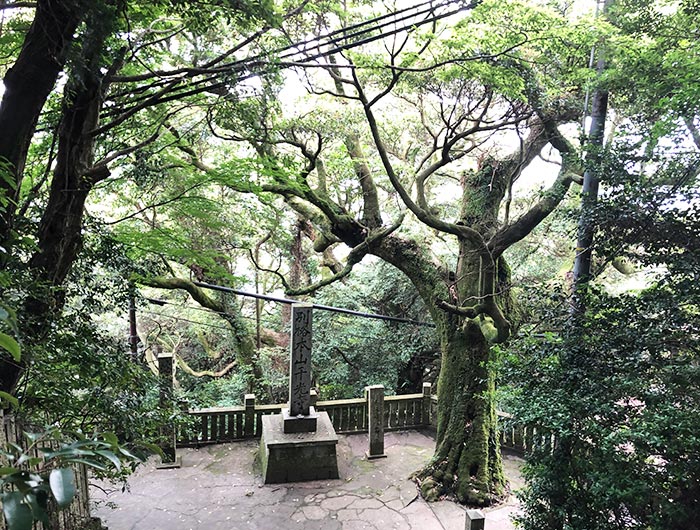 先山千光寺の巨木