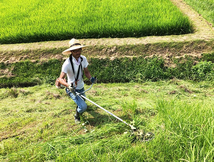 草刈りの様子