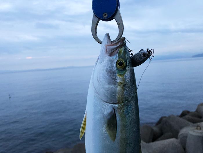 青物 淡路島