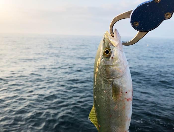 淡路島・佐野で青物狙い。サイレントソルトスキマーに出た〜。夜明け前にはタチウオも😁