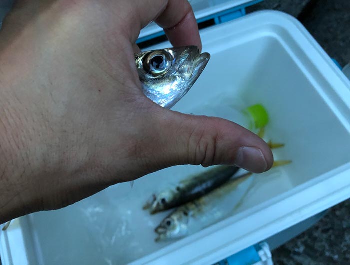 淡路島・ジグサビキでアジ狙い。6ポロリで、タモ購入を決意❗️手も服も干物くさっ 😂