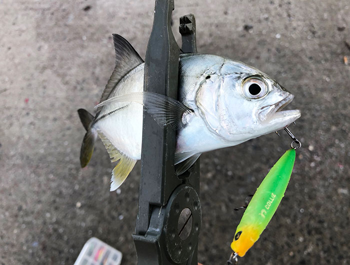 淡路島メッキ祭り❗️猛烈なアタックに、癒されるわ〜😁