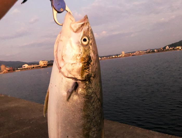 淡路島でタチウオ調査のはずが、、、65cmUPのメジロが釣れた〜😆