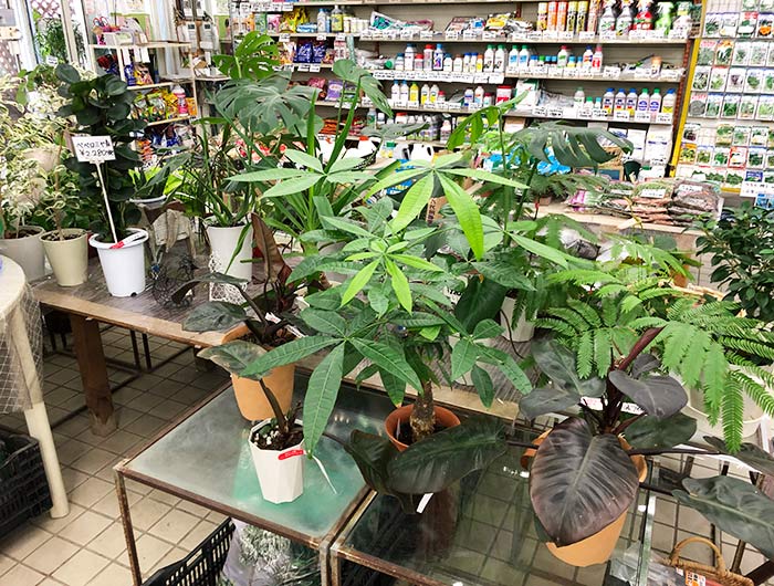 観葉植物 サンたなかの店内