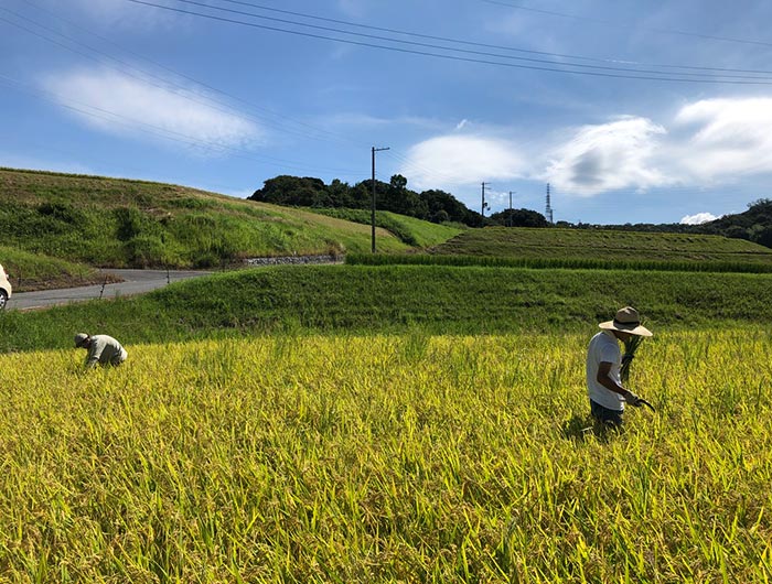 収穫前の田んぼ