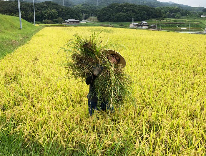 草引き