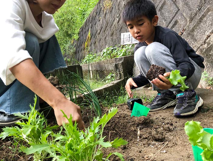 野菜を植える