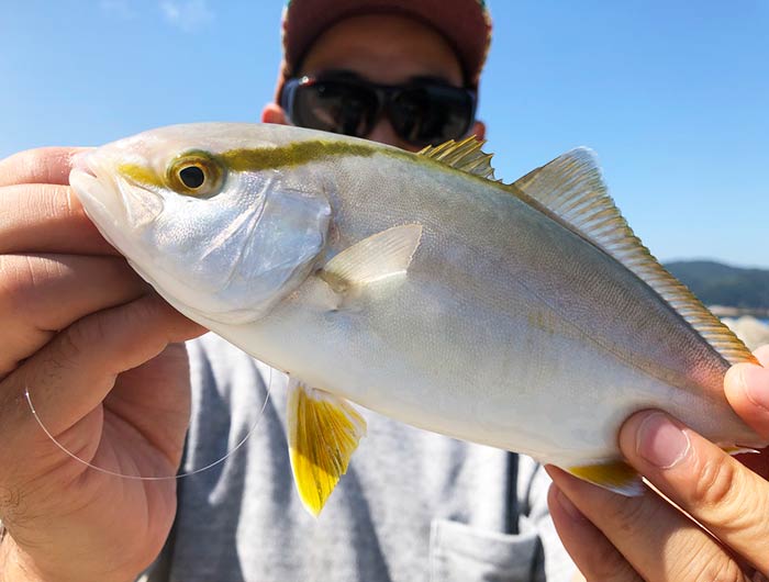 淡路島・洲本でデイゲーム、30分一本勝負❗️メッキ狙いで、シオが釣れた〜😁