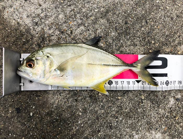 台風後の淡路島も青物が釣れん😭メッキは20cmアップの良型が釣れた〜😙