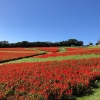 淡路島・あわじ花さじき秋の観光。10月は赤と青のサルビアがピーク。ちらほらコスモス