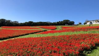 赤のサルビア