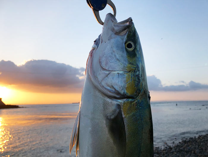 淡路島ゴロタサーフで青物狙い。2年ぶりのポイントで、メジロが釣れました〜😁そして10月のメッキ調査✌️