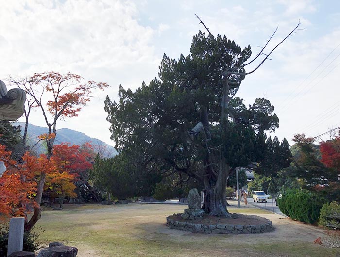 成相寺のイブキ