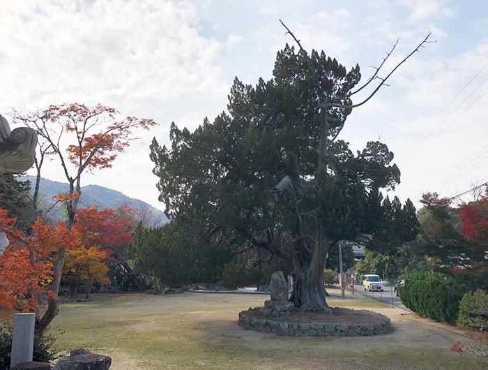 成相寺の大木