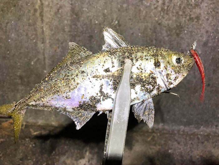 淡路島・由良でアジング。良型アジを求めて、なんとかかんとか😁