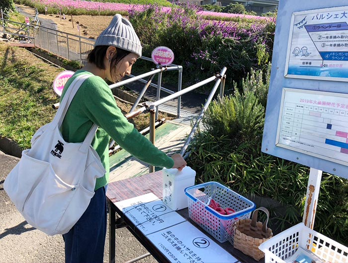 パルシェ香りの館　大農園でコスモス摘み取り体験