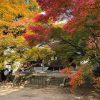 淡路島紅葉の名所・成相寺は、赤と黄の共演がとっても素敵❗️境内のイブキも存在感がす