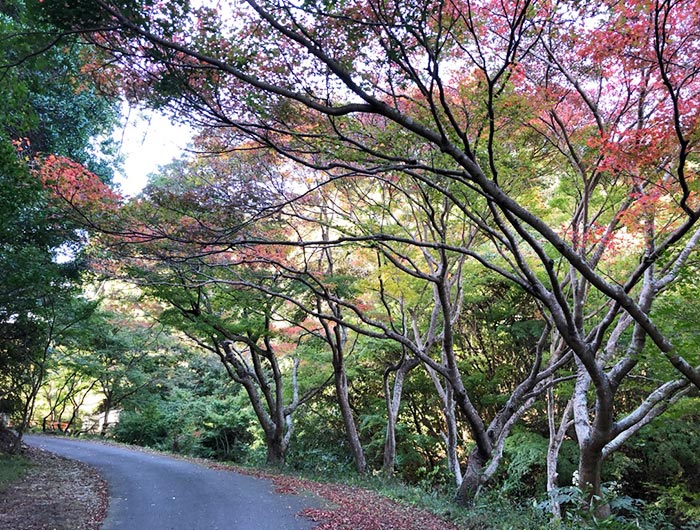 名号石の紅葉