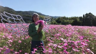 パルシェの香りの館でコスモス摘み取り体験