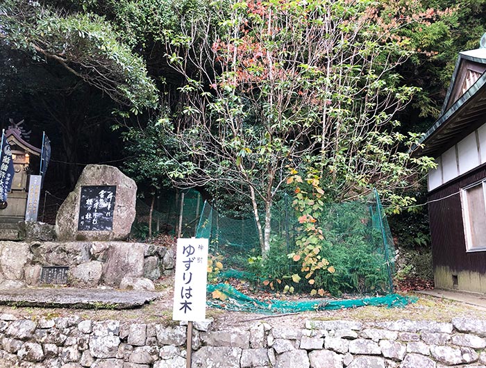 諭鶴羽神社の新樹ゆずりは木