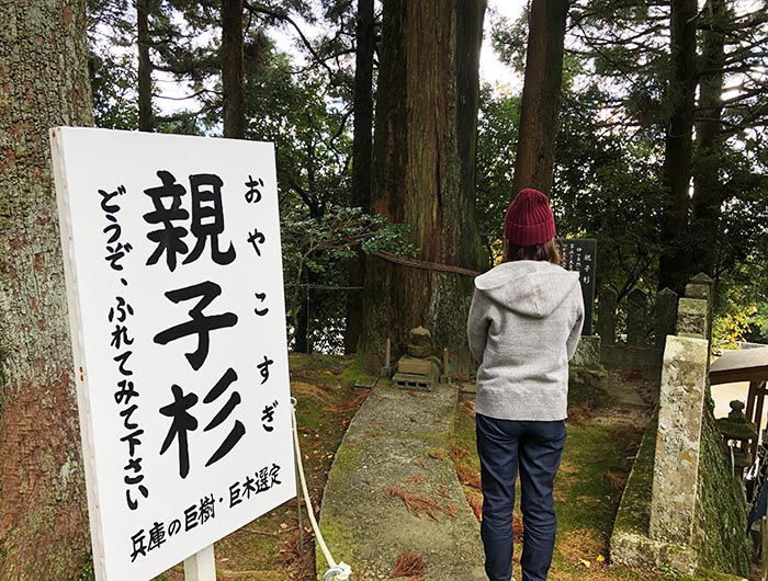 諭鶴羽神社の親子杉