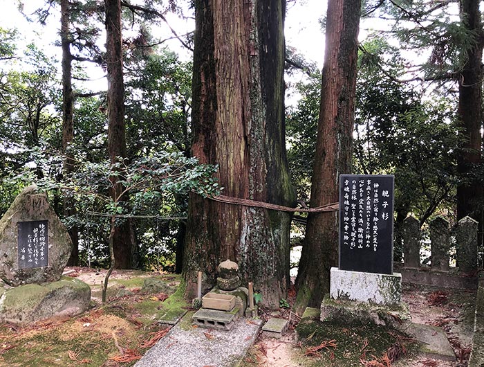 諭鶴羽神社の親子杉