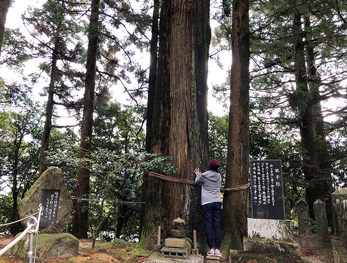 諭鶴羽神社の親子杉