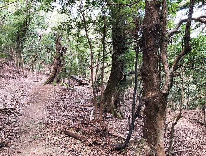 諭鶴羽神社の奥ノ院・篠山神社へとつながる山道