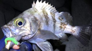Thumbnail of post image 104