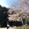 淡路島の桜