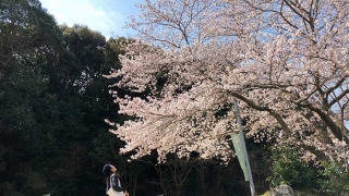 淡路島の桜