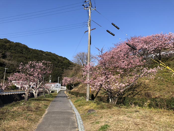 淡路島・宇原の緋寒桜（ヒカンザクラ）