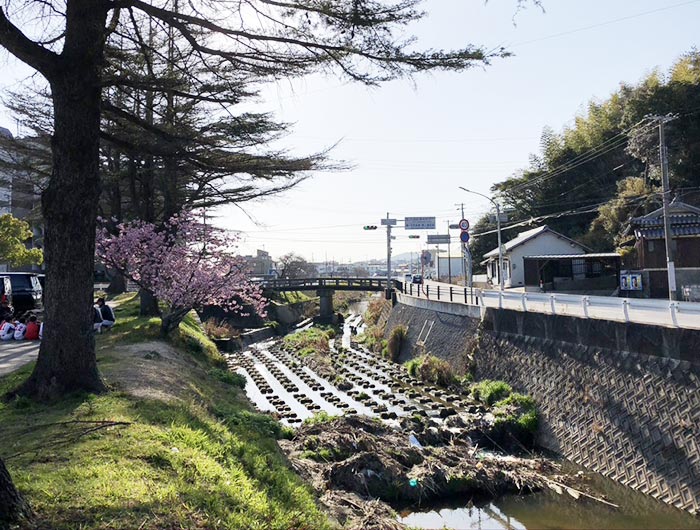 淡路島・宇原の緋寒桜（ヒカンザクラ）