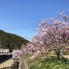 淡路島の早咲きの桜・宇原の緋寒桜を観てきました❗️早い木は、もう見頃を迎えているみ