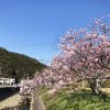 淡路島・宇原の緋寒桜（ヒカンザクラ）