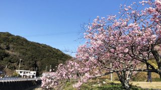 淡路島・宇原の緋寒桜（ヒカンザクラ）