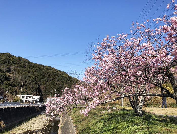 淡路島・宇原の緋寒桜（ヒカンザクラ）