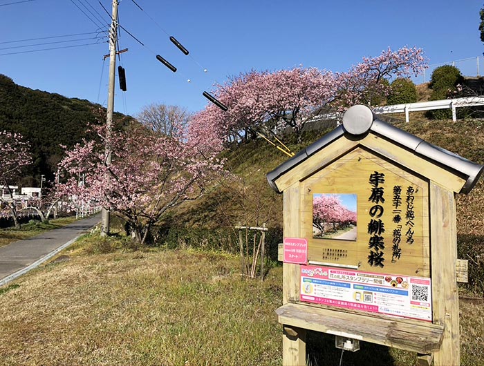 宇原の緋寒桜（ヒカンザクラ）・あわじ花へんろ