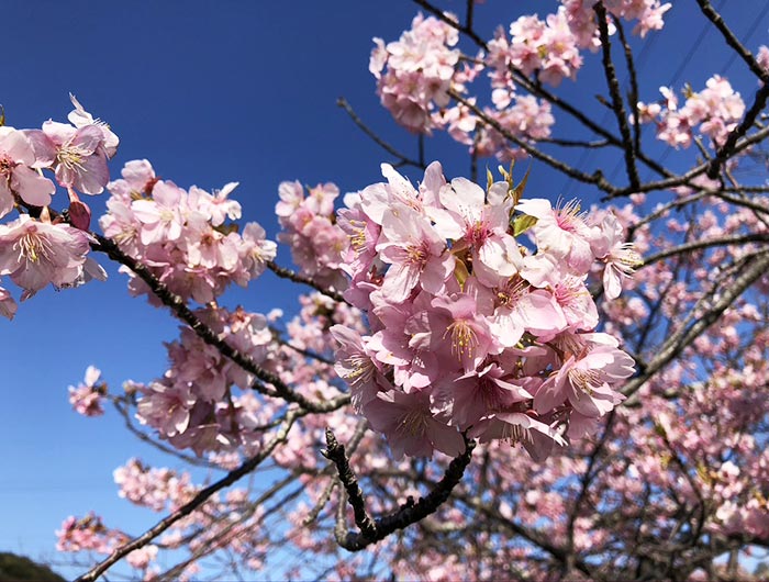 淡路島・宇原の緋寒桜（ヒカンザクラ）