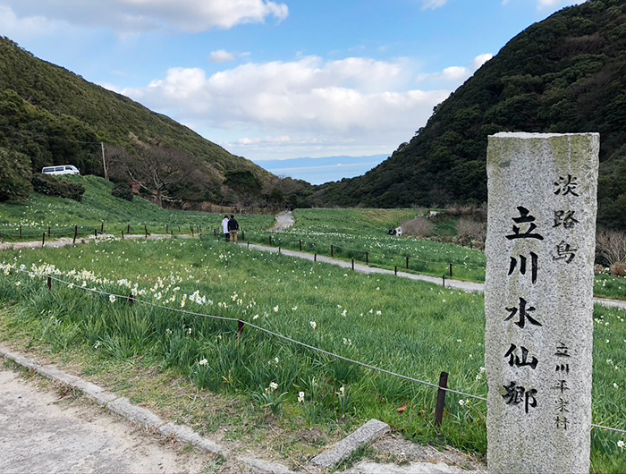 淡路島・立川水仙郷