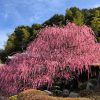 淡路島・八木のしだれ梅は樹齢70年。多くの観光客を魅了する、芸術的な梅の木をご覧あ